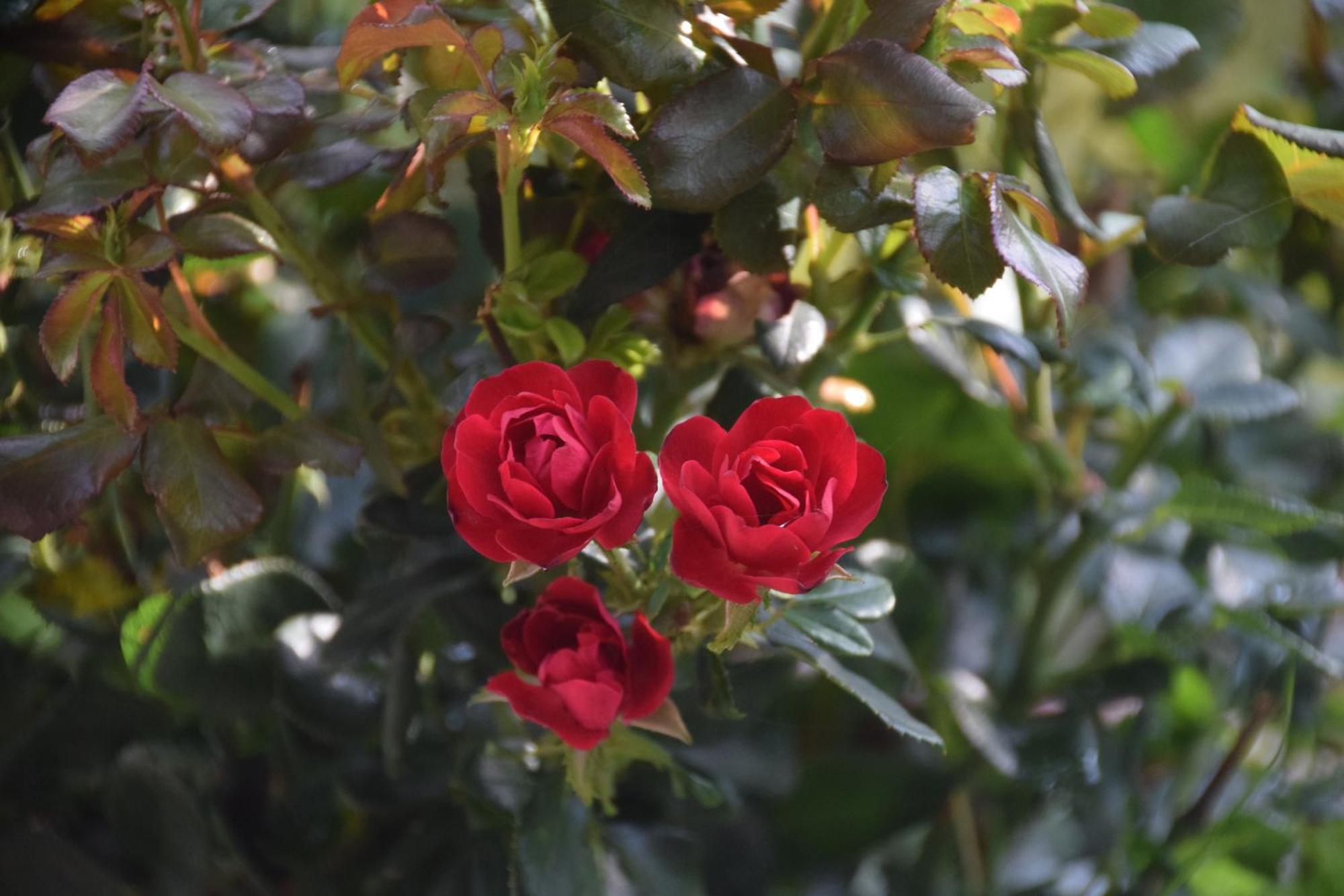 La Maison Des Roses